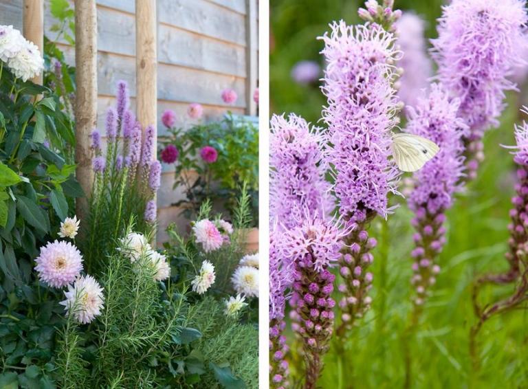 Cottage Garten Pflanzen pflegeleicht ohne Rasen Prachtscharte lila