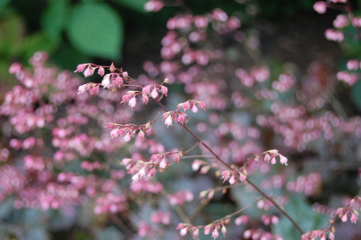 Das Garten-Silberglöckchen (Heuchera villosa) ist ein Bodendecker und wintergrün mit rötlichen Blättern