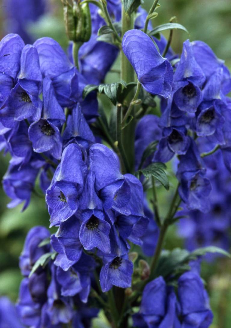 Der Eisenhut (Aconitum carmichaelii) besitzt glockenförmige Blüten in Blau