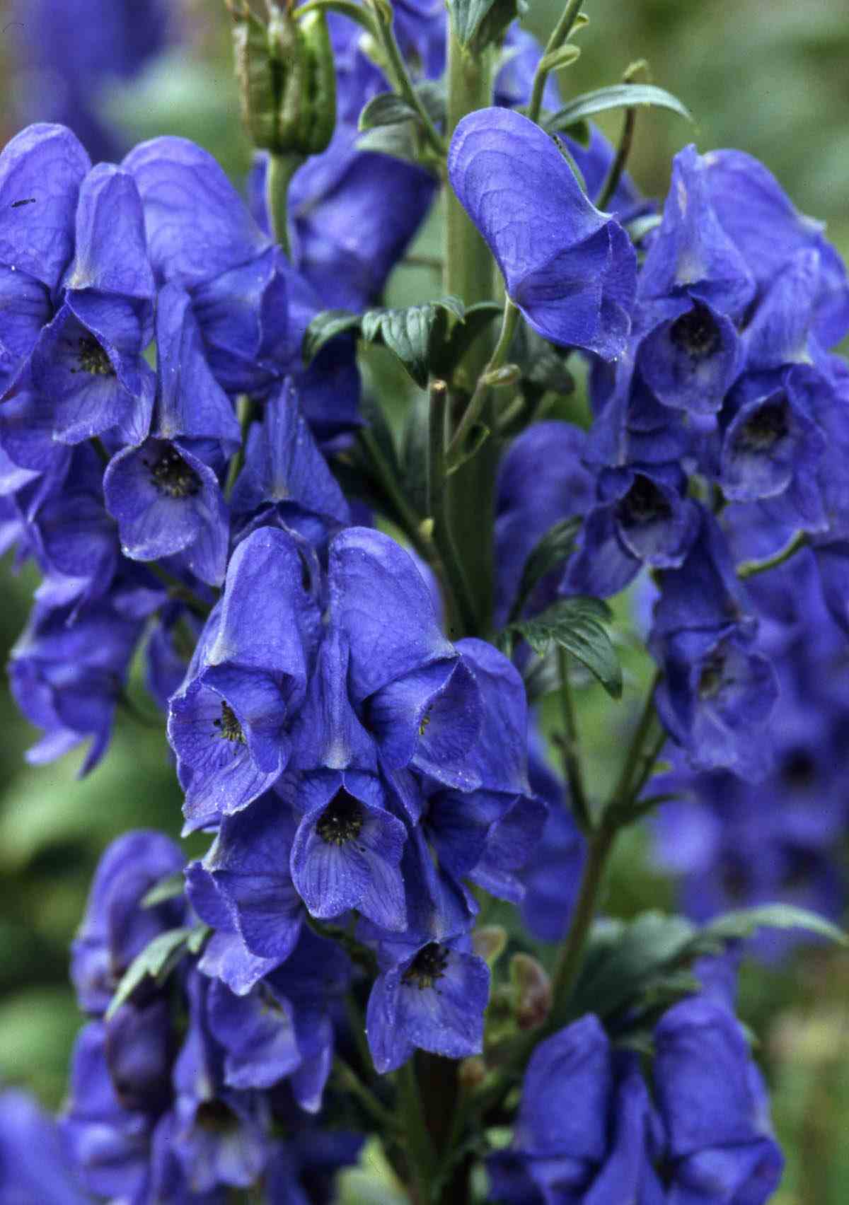 Der Eisenhut (Aconitum carmichaelii) besitzt glockenförmige Blüten in Blau