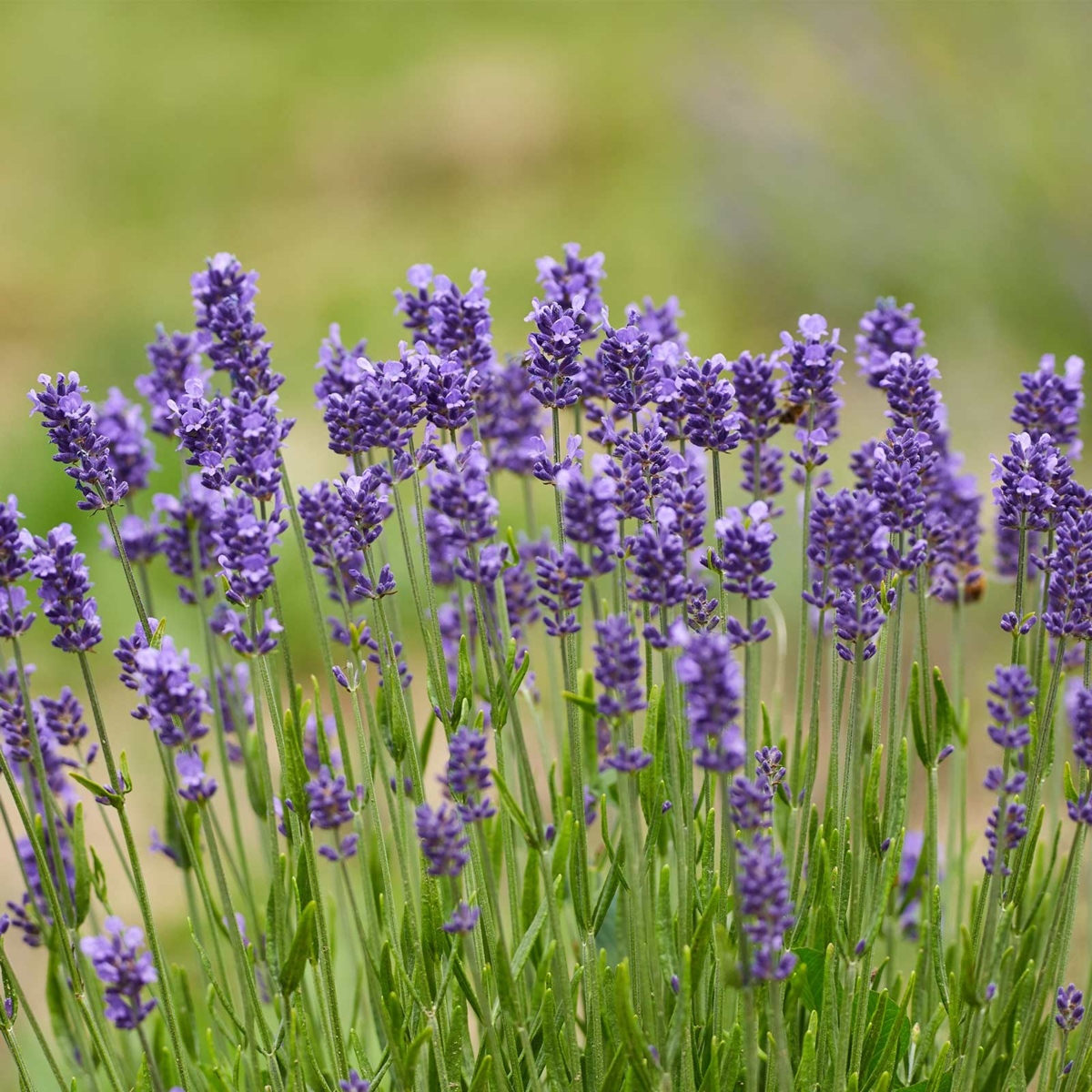 Der Lavendel (Lavandula) darf in keinem mediterranen Garten fehlen