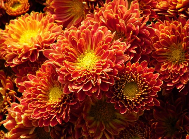 Die Chrysantheme (Chrysanthemum) mag einen sonnigen Standort mit ausreichend Nährstoffen