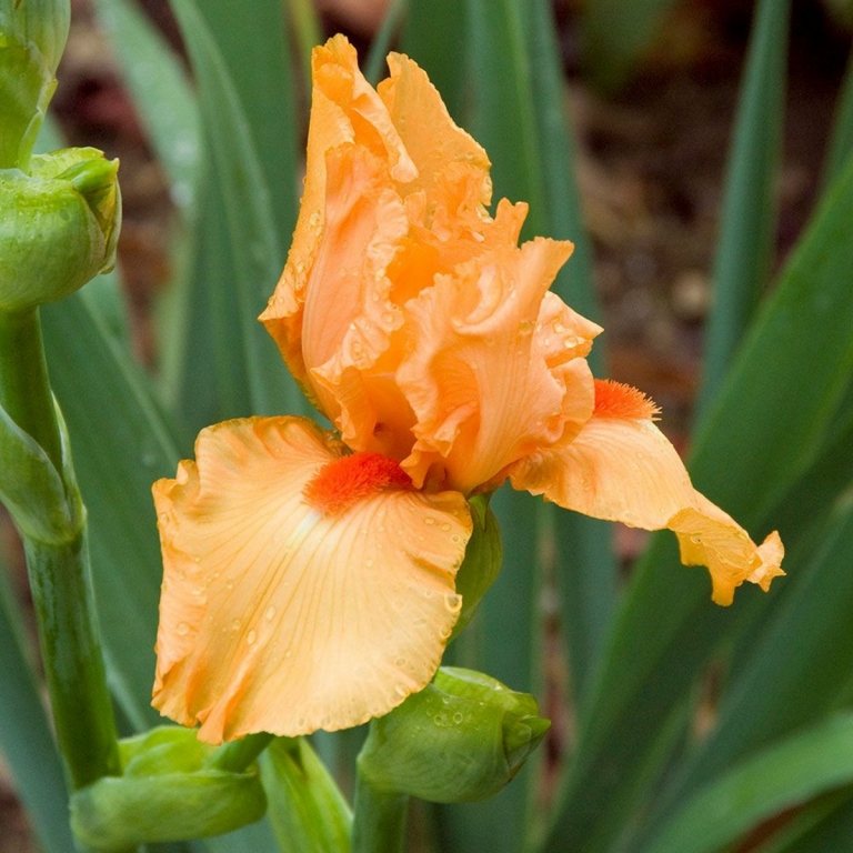 Die Schwertlilie (Iris) in blassem Orange ist eine Zuchtpflanze, die im späten Frühling blüht