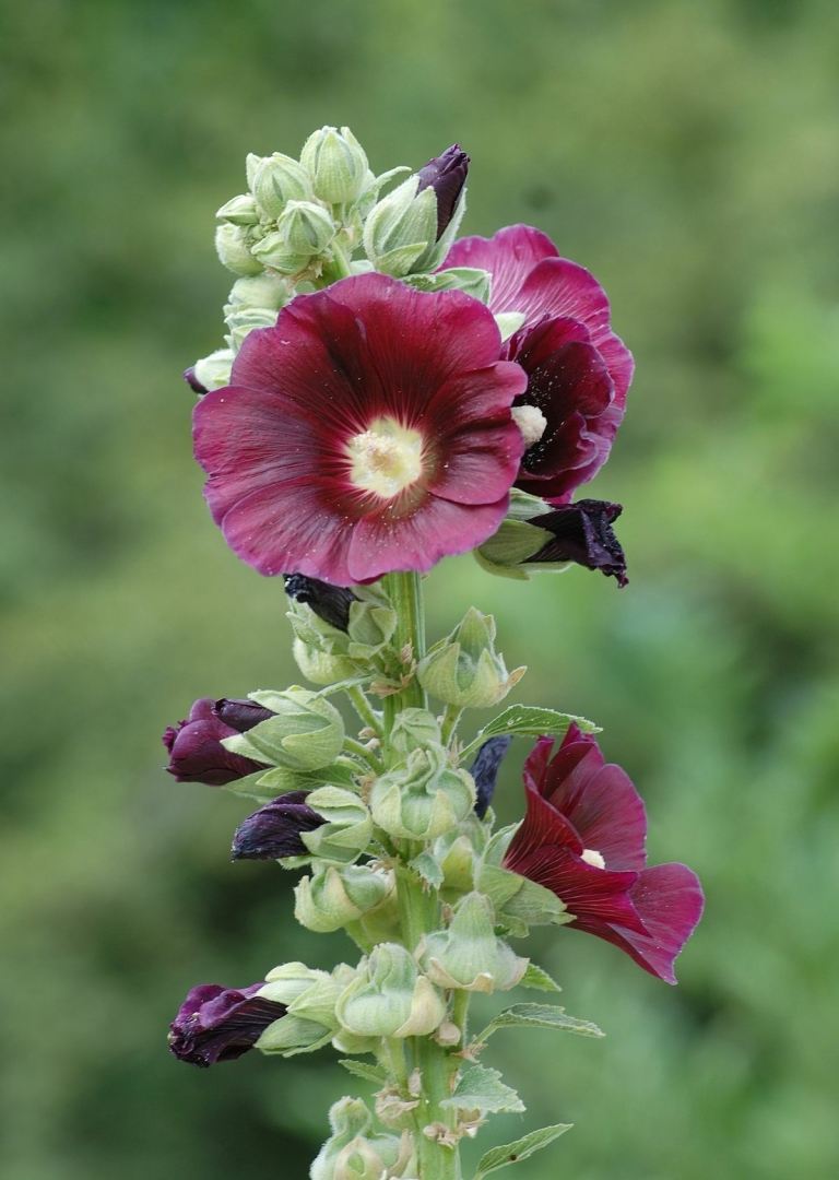 Die Stockrose (Alcea) gibt es in verschiedenen Farben und ist für den Garten sehr beliebt