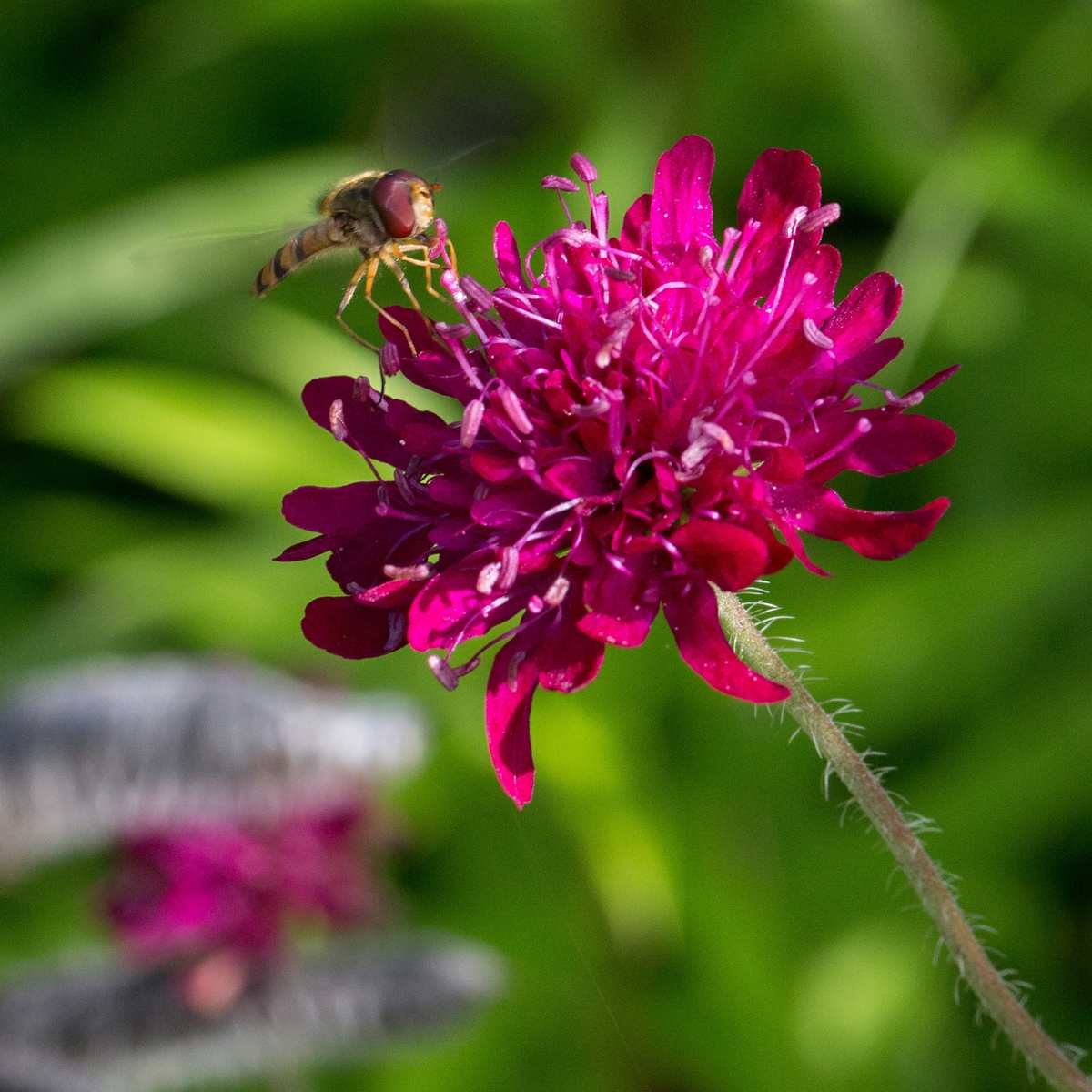 Die Witwenblume (Knautia) stammt aus dem Balkan und hat ein kräftiges Purpur als Blütenfarbe