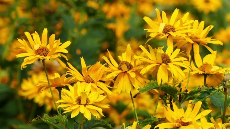 Die gelben Blüten vom Sonnenauge (Heliopsis) passen hervorragend zum Sommer