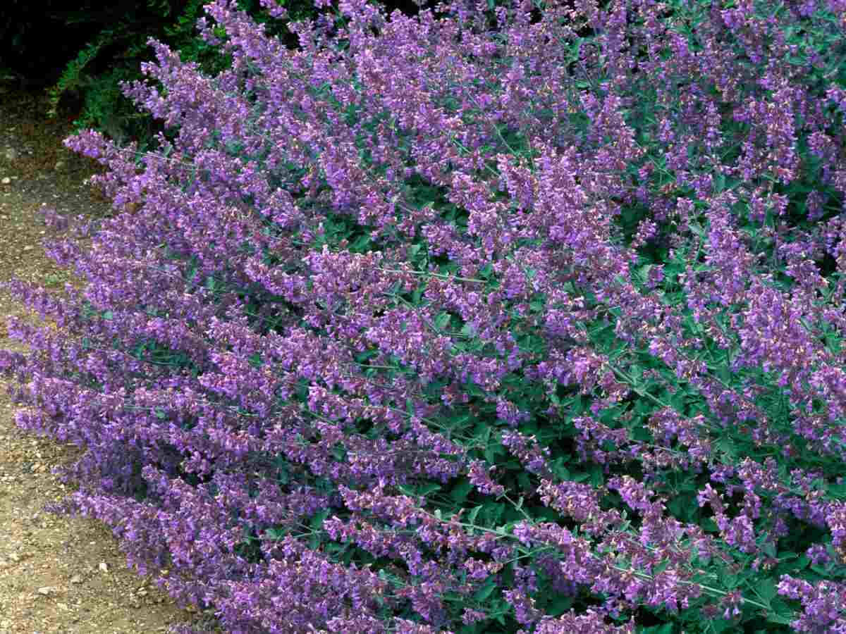 Die lila Katzenminze (Nepeta) als sommerblühende Stauden pflanzen