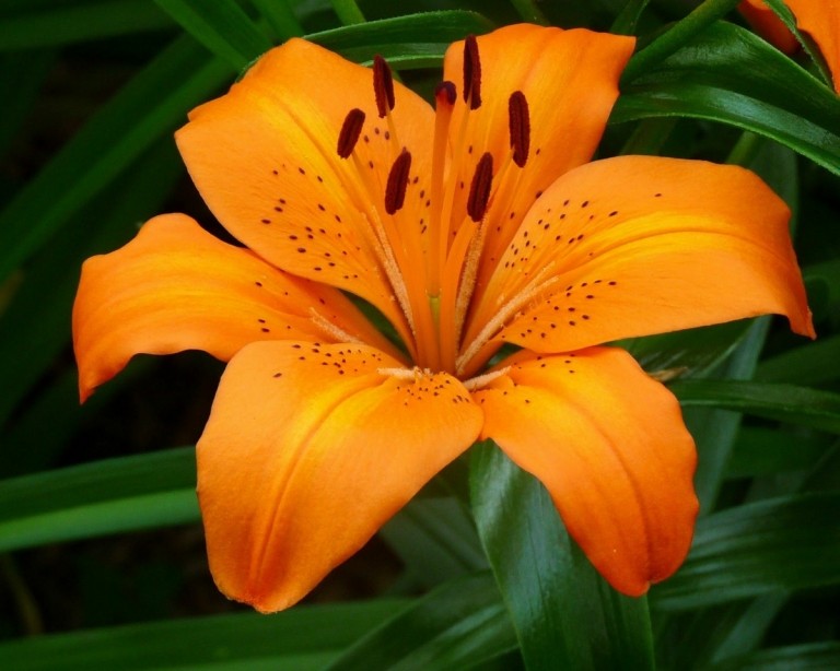 Die orange Lilie (Lilium) besitzt eine beeindruckende Blüte