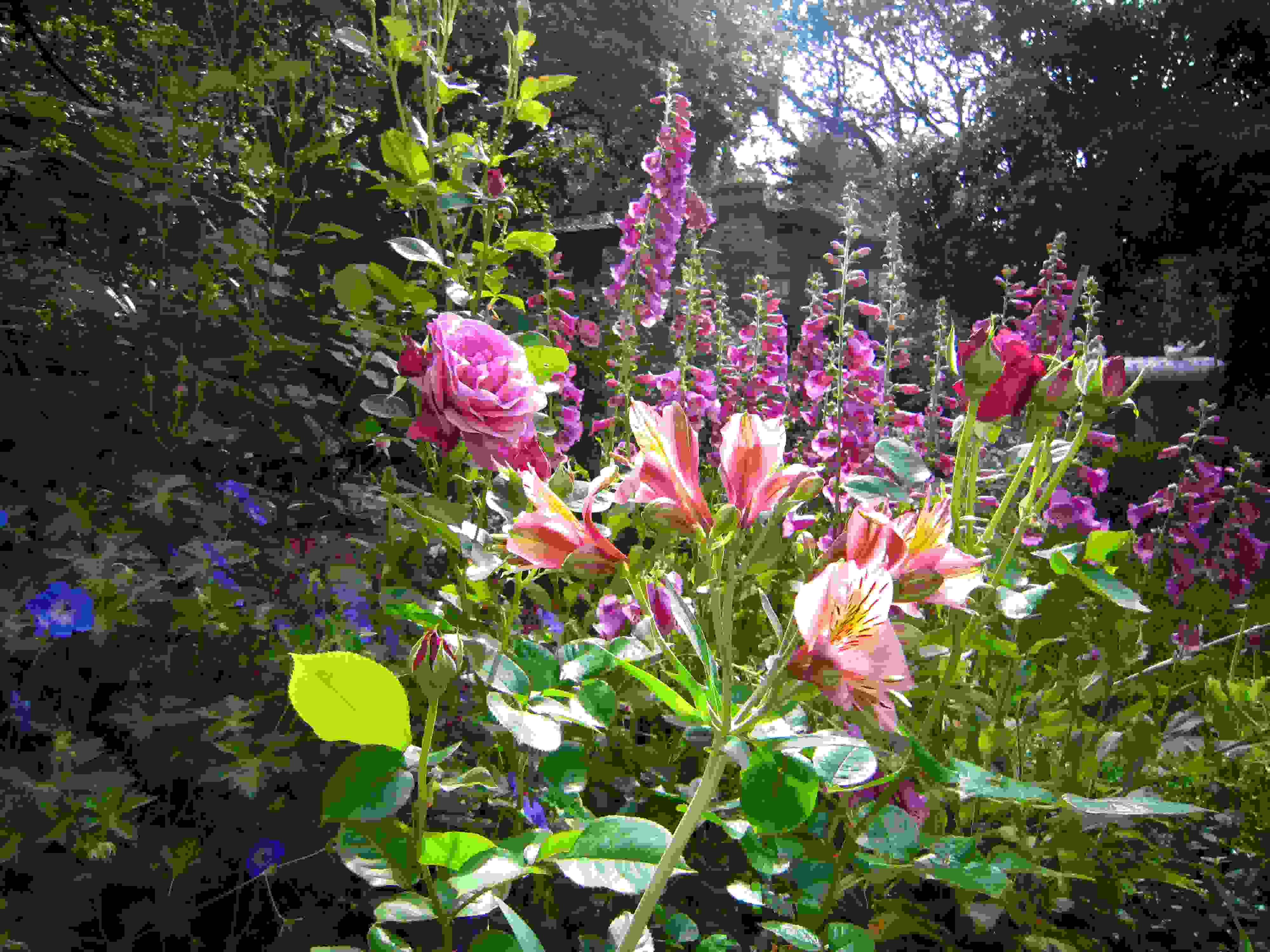 Garten und Terasse Ideen Bienenfreundlicher Garten Trends Rosen