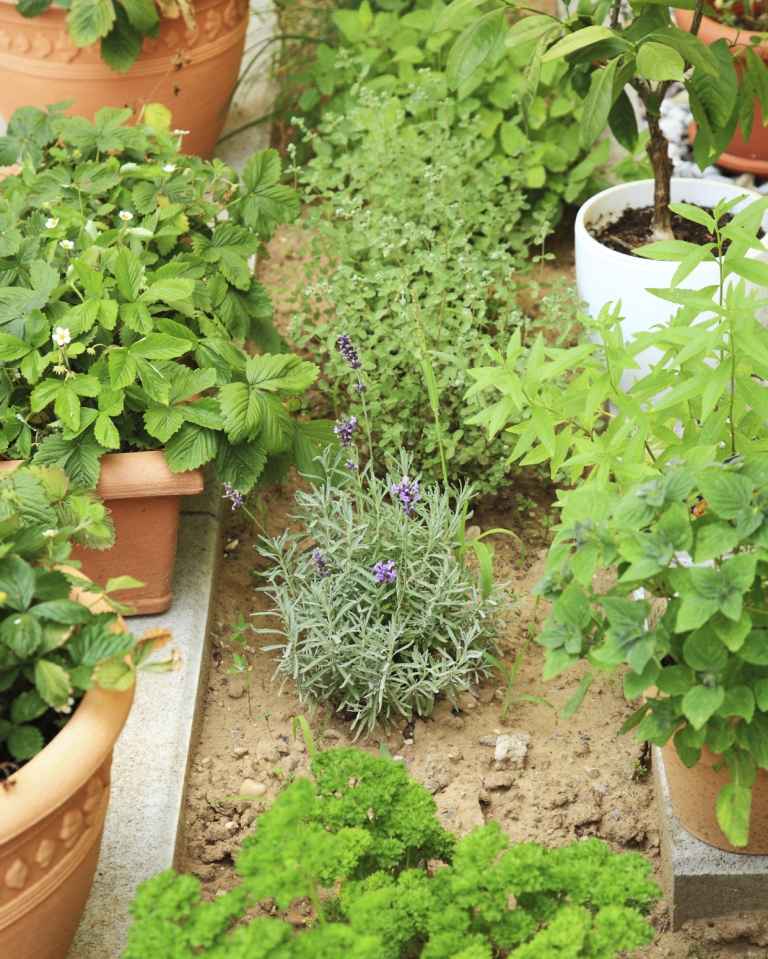Garten und Terrasse Ideen eigener Kräutergarten gesunde Ernährung