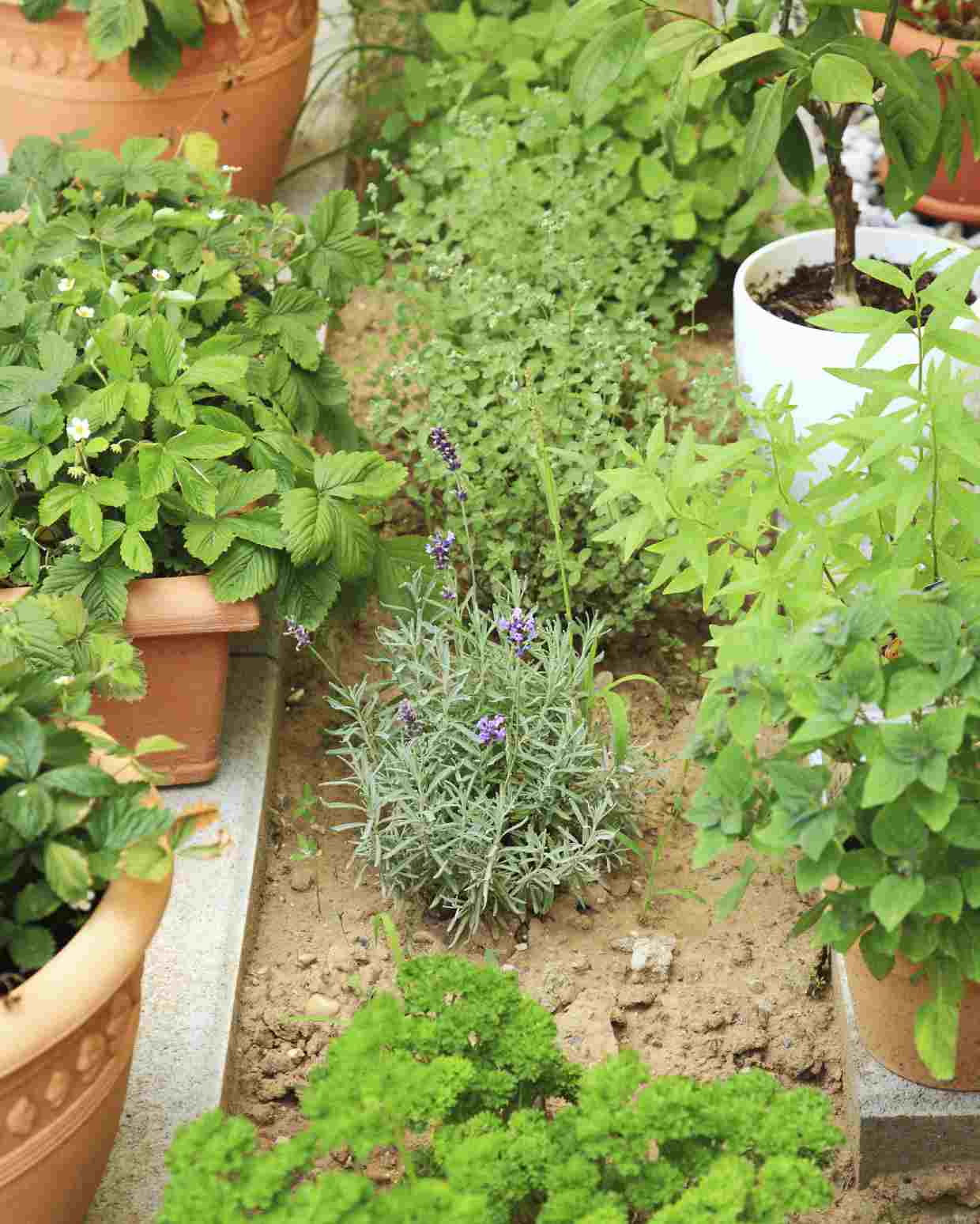 Garten und Terrasse Ideen eigener Kräutergarten gesunde Ernährung