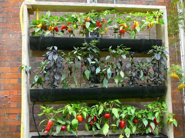 Garten und Terrasse Ideen vertikales Gärtnern Gemüse Tomaten anbauen Anleitung