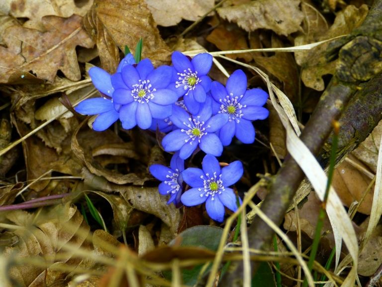 Gewöhnliches Leberblümchen (Hepatica nobilis) mit zierlichen Blüten in blauer Farbe