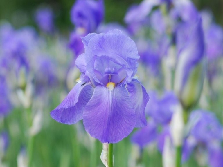 Hohe Bartschwertlilie (Iris barbata elatior) für den sonnigen Standort und hohem Wuchs