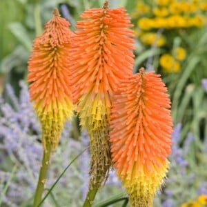 Orange blühende Stauden wie die Fackellilie (Kniphofia uvaria) machen den Garten sommerlich