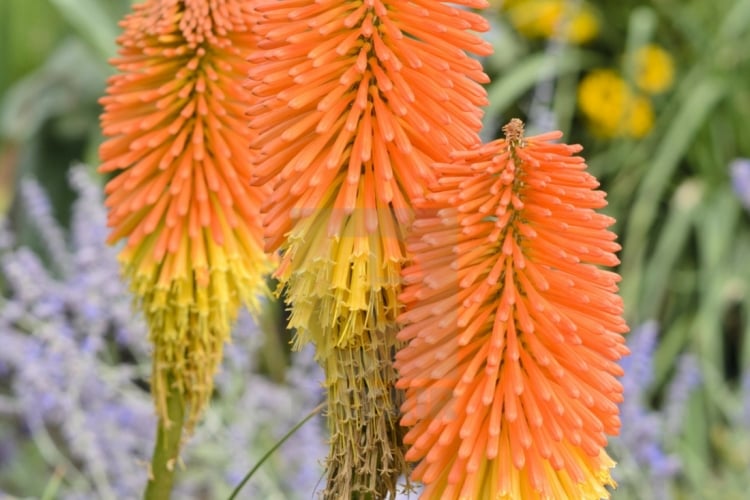 Orange blühende Stauden wie die Fackellilie (Kniphofia uvaria) machen den Garten sommerlich