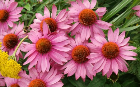 Purpursonnenhut (Echinacea purpurea) mit schönen Blüten für die Beetgestaltung