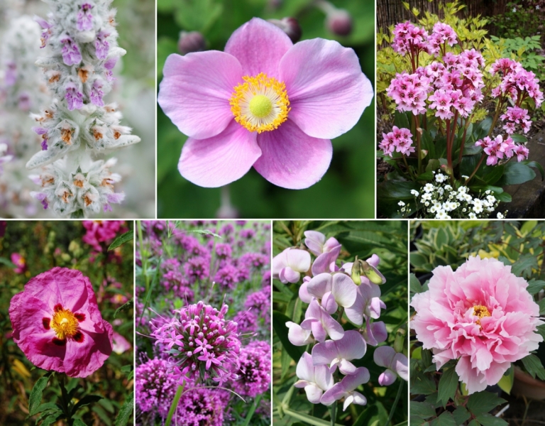 Rosa blühende Stauden schaffen eine romantische Atmosphäre im Garten