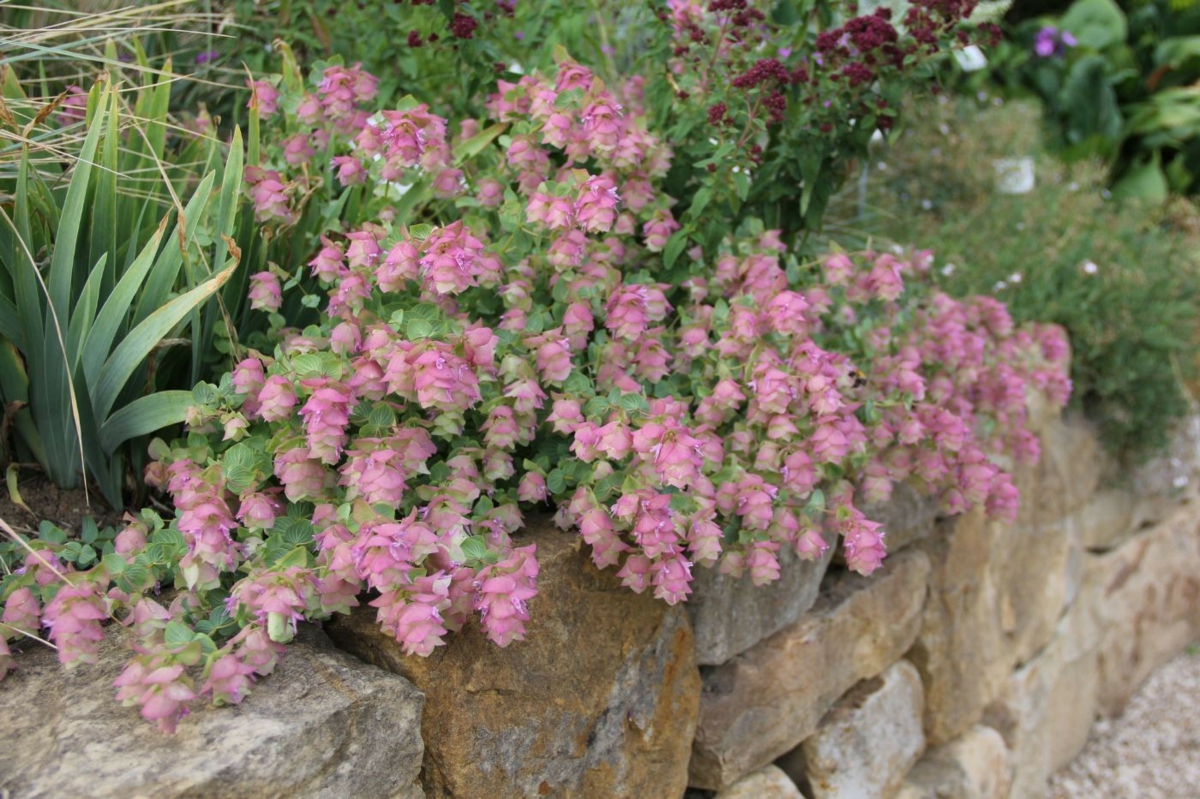 Rundblättriger Dost (Origanum rotundifolium) ist perfekt für Hochbeete und Steingärten