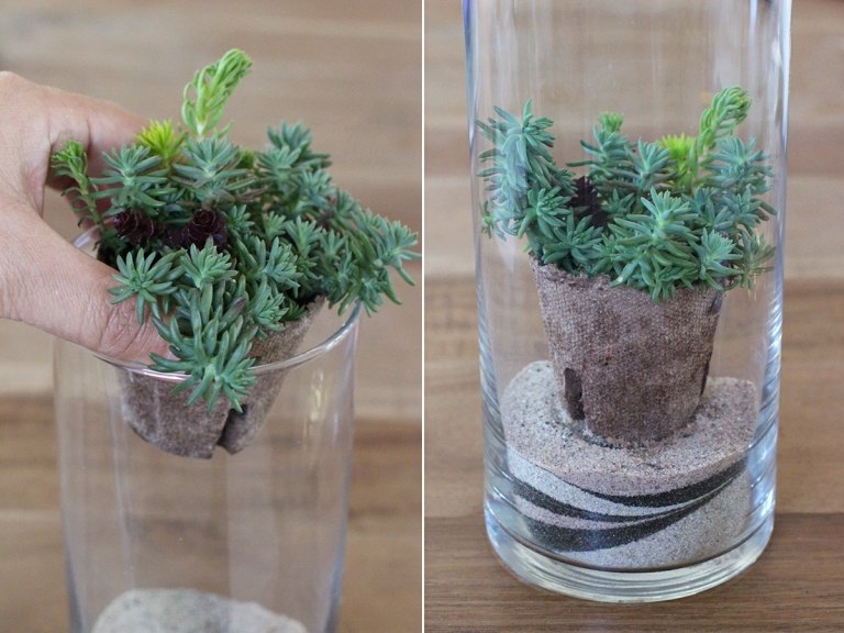 Sand Terrarium Idee zum Selbermachen mit echten Pflanzen