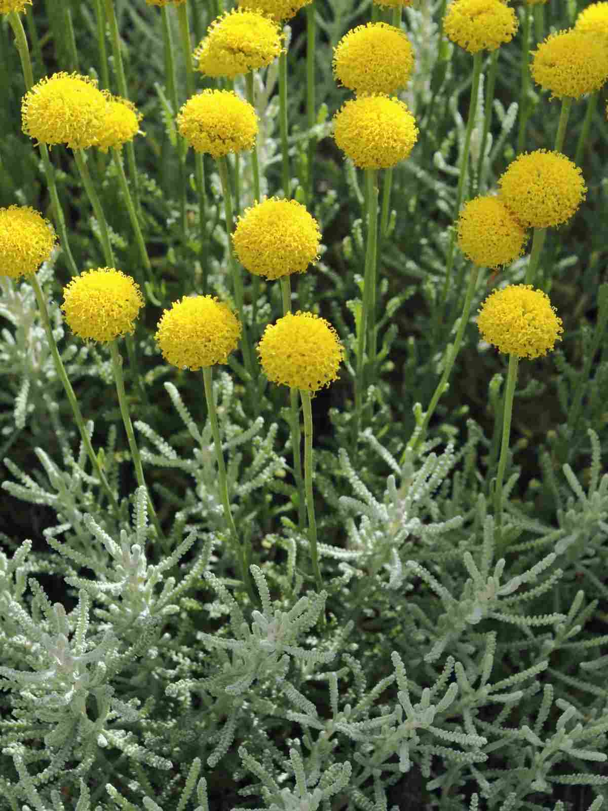 Silbergraues Heiligenkraut (Santolina) mit kugelförmigen Blüten in Gelb