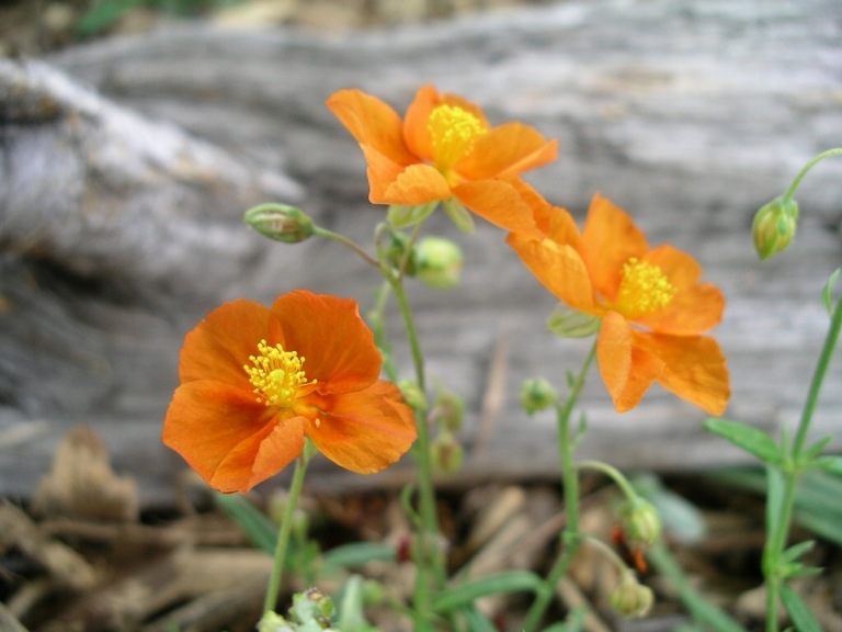 Sonnenröschen 'Bronzeteppich' (Helianthemum) als oranger Bodendecker und für den Steingarten