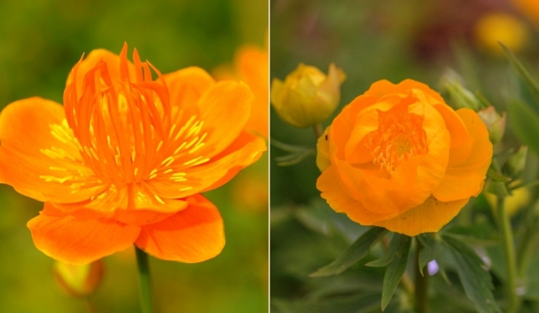 Zwei Arten der Trollblume (Trollius chinensis) gibt es mit orangen Blüten - Orange Globe und Golden Queen
