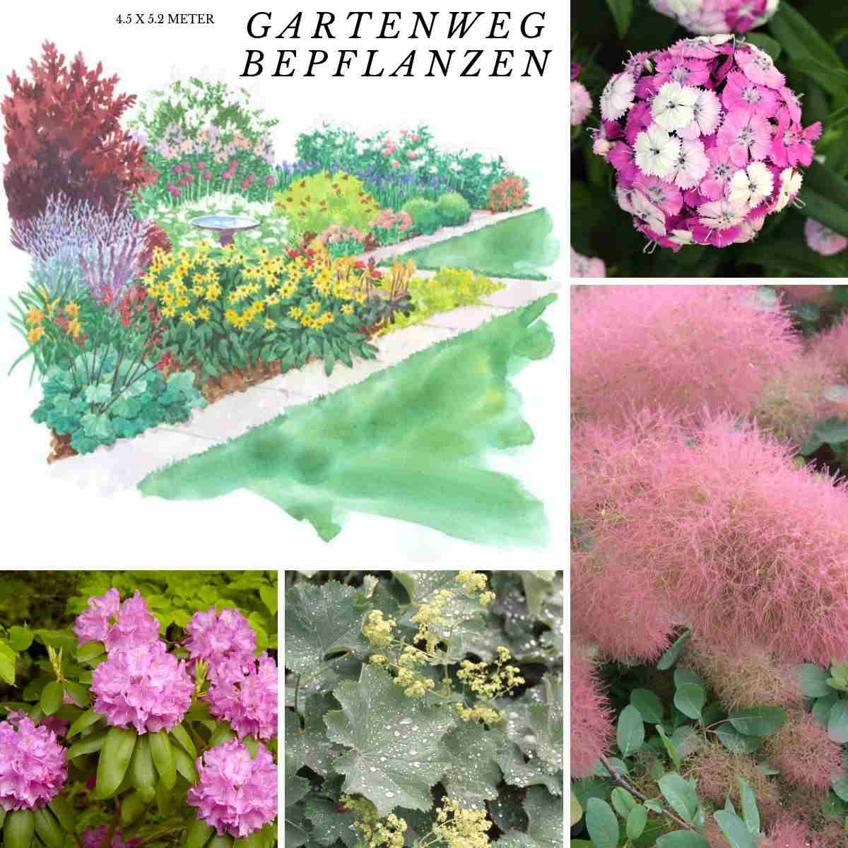 cottage garten pflanzen pflanzplan immergrüner rhododendron färbesummach frauenmantel