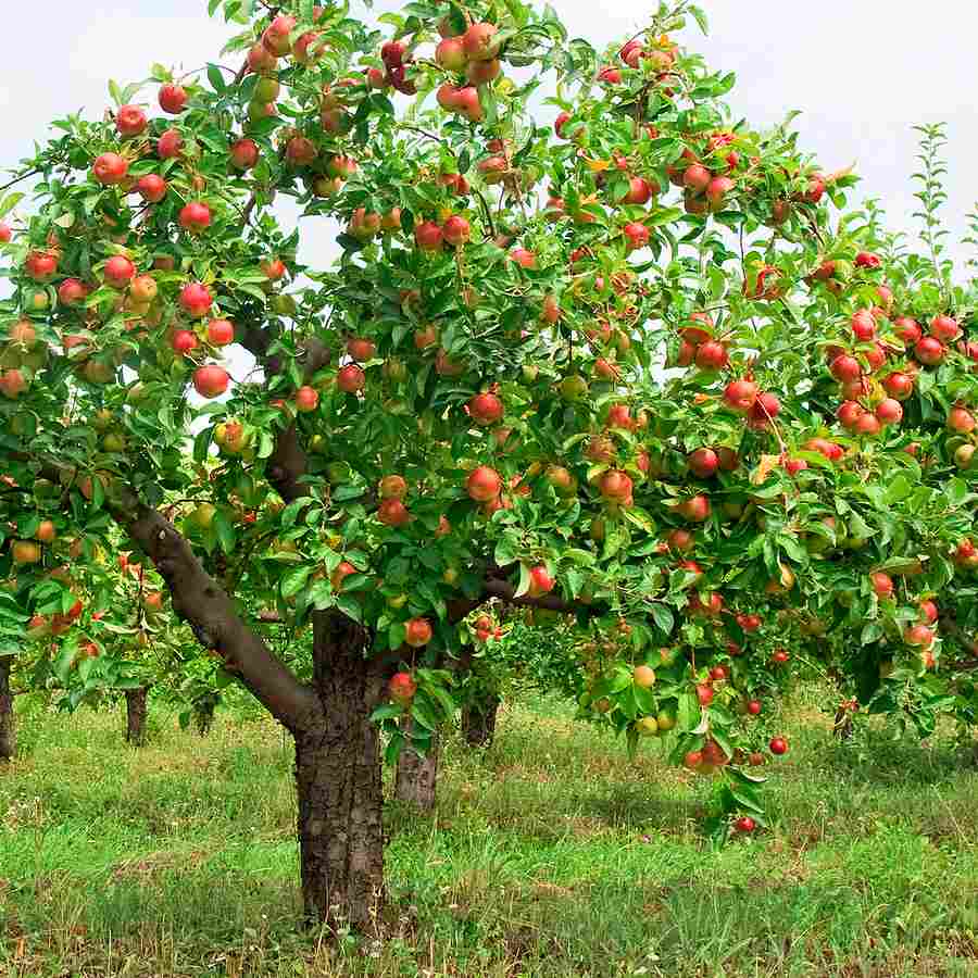Apfelbaum in den Garten pflanzen und niedrig halten