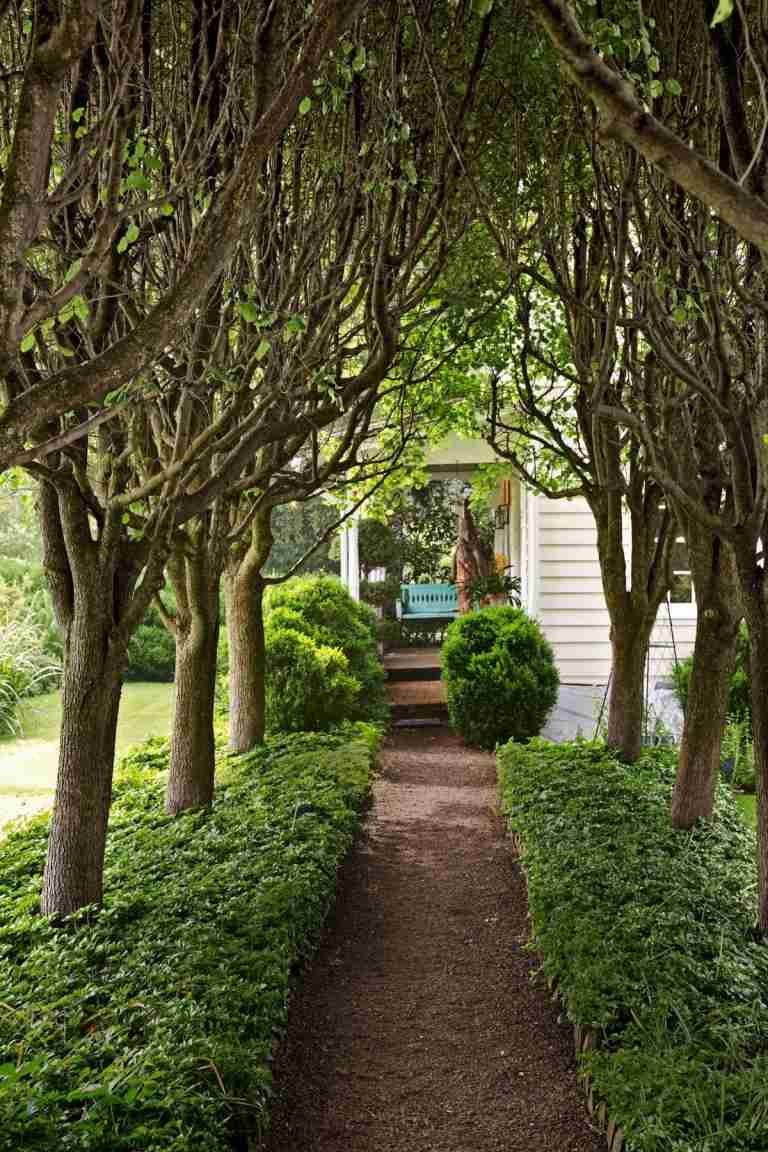 Birnenbäume für Schatten entlang eines Gartenwegs, kombiniert mit Bodendeckern