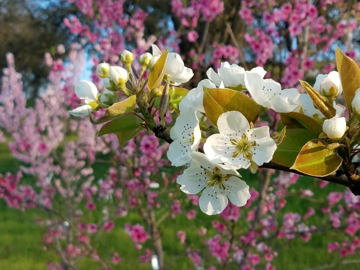 Obstbäume für den Garten Ideen &amp; Pflegetipps für kleine