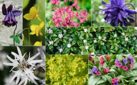 Blühende Stauden für Halbschatten wie Lichtnelke, Akelei, Elfenblume, Dickmännchen, Frauenmantel, Lungenkraut