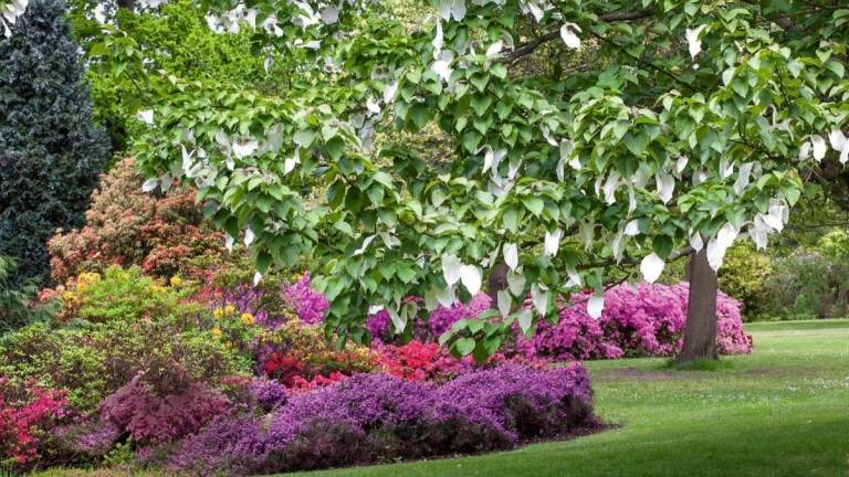 Blühende Sträucher und niedrige Bäume kombinieren im Cottage Garten