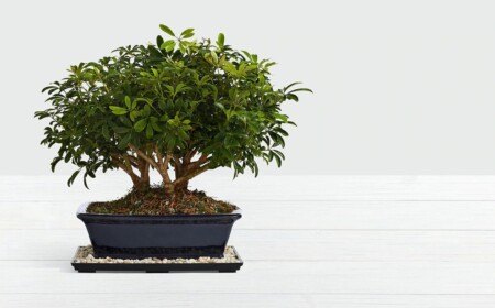 Bonsai für Anfänger züchten und pflegen mit diesen hilfreichen Tipps