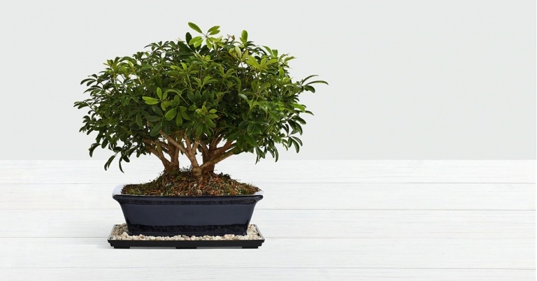 Bonsai für Anfänger züchten und pflegen mit diesen hilfreichen Tipps