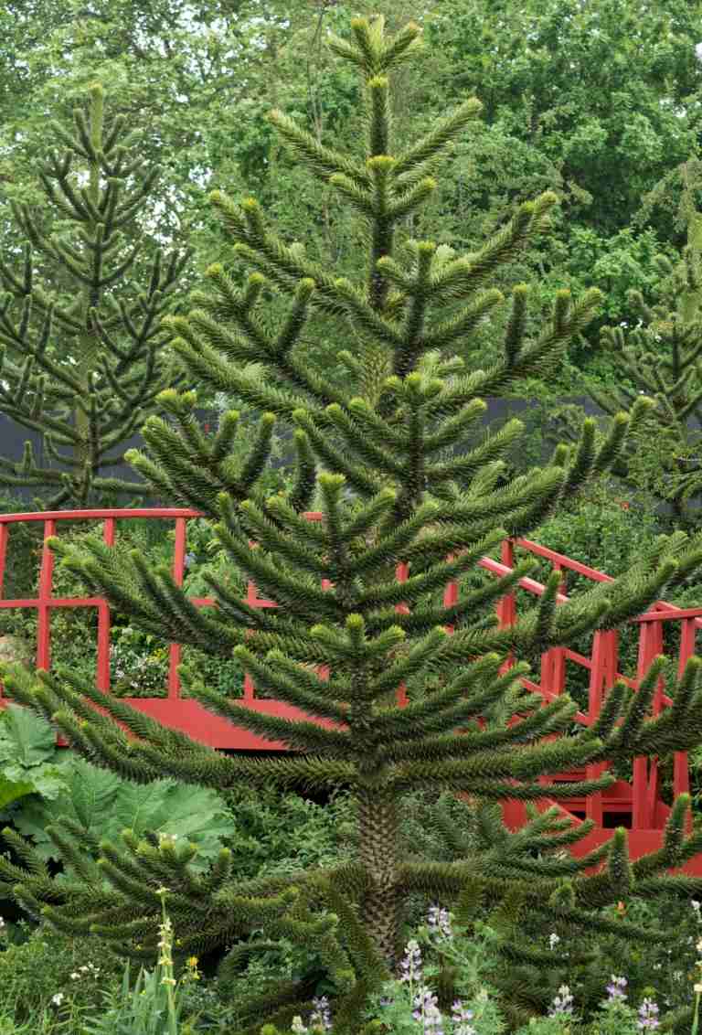 Chilenische Araukarie (Araucaria araucana) als Baum im großen Garten