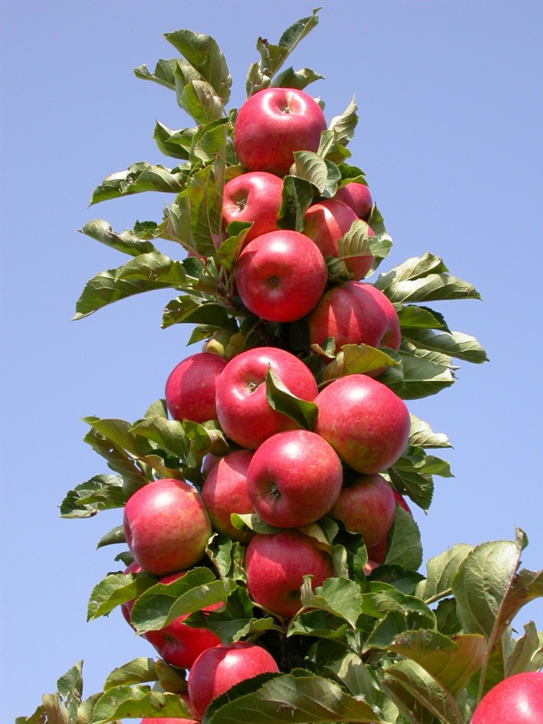 Obstbäume für den Garten Ideen &amp; Pflegetipps für kleine