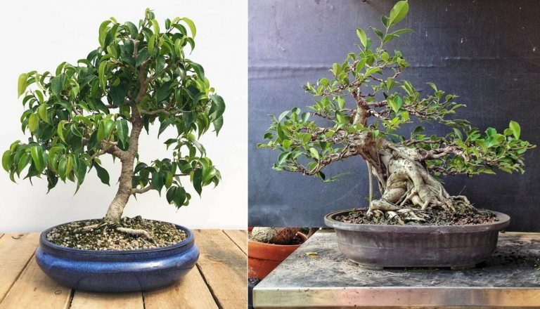 Die Birkenfeige (Ficus benjamini) ist für Anfänger super geeignet und sehr pflegeleicht