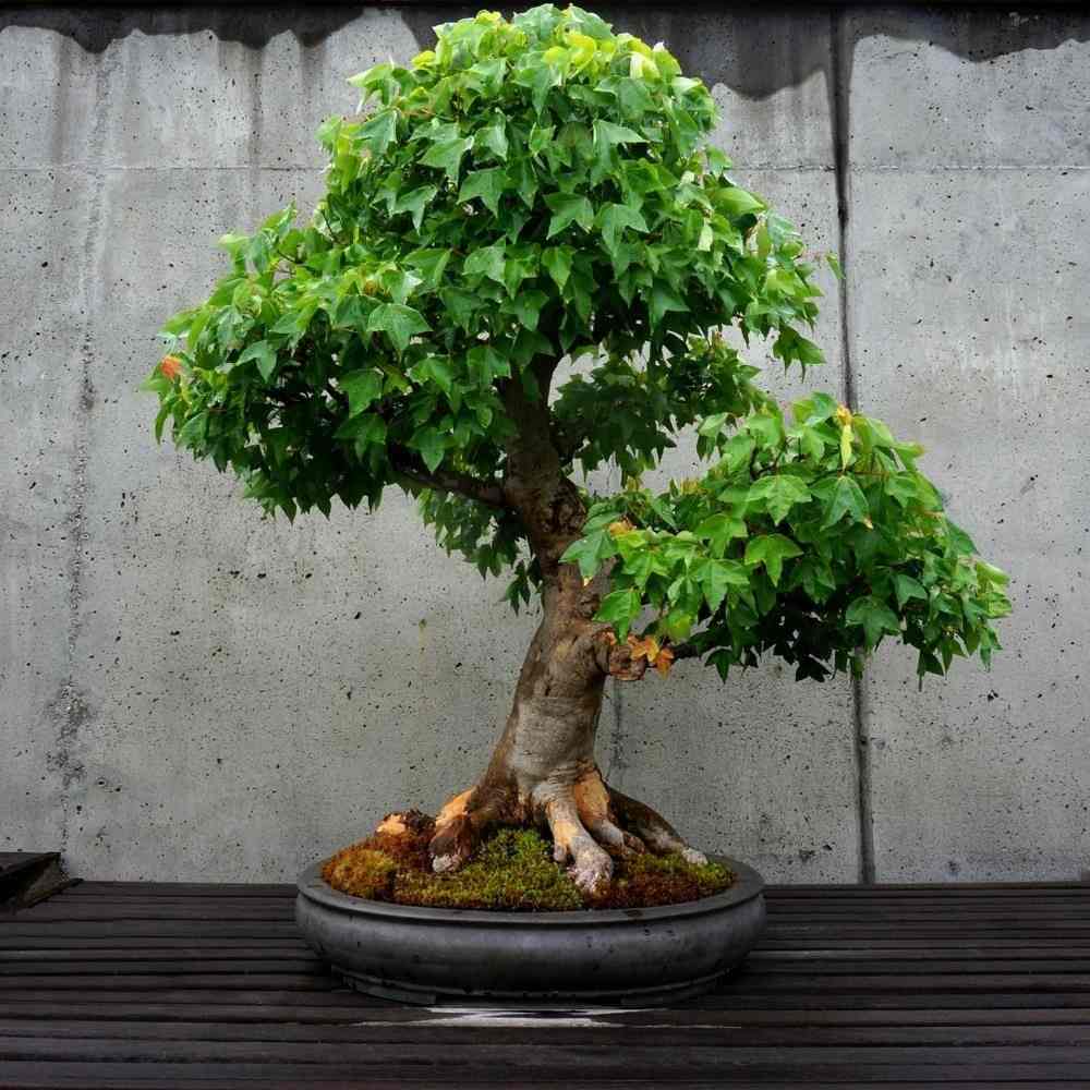 Dreispitzahorn als Miniatur-Baum pflegen in einer Bonsai-Schale