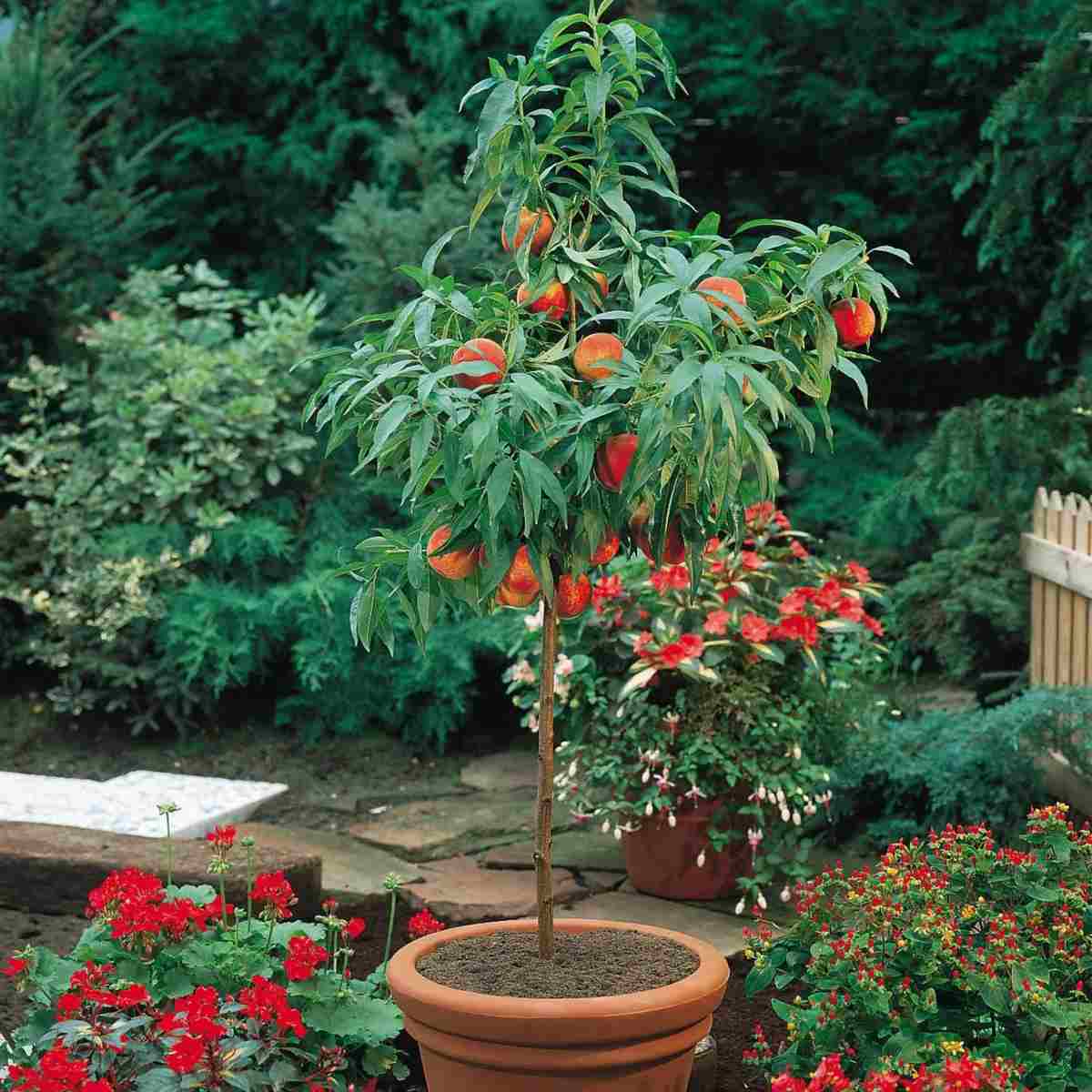 Ein Zwergobstbaum für den Garten oder Pflanzkübel als platzsparende Variante