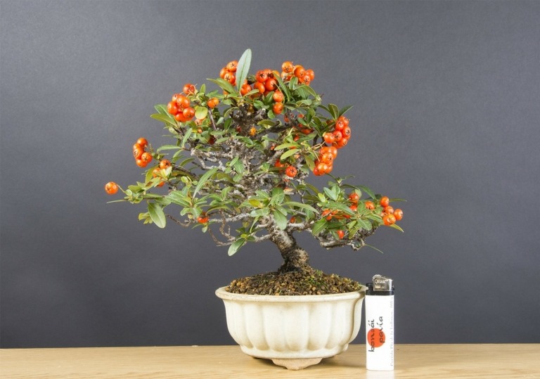 Feuerdorn (Pyracantha) als Bonsai für Anfänger für den Garten mit orangen Beeren