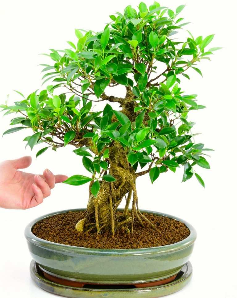 Ficus für Beginner als Zimmerbonsai schneiden und den richtigen Standort finden