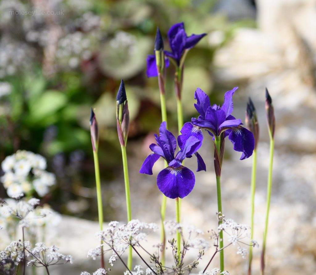 Gartentrend 2019 - Die blaue Iris als Farbakzent im natürlichen Garten mit Farbtupfern