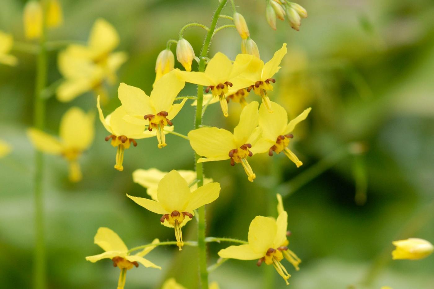 Gelbe Elfenblume (Epimedium) als Staude für das Blumenbeet pflanzen
