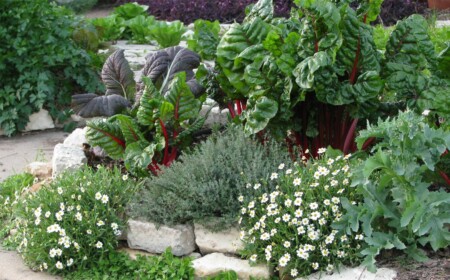 Gemüse und Obst, sowie Salat und Kohl sind für das Foodscaping perfekt geeignet