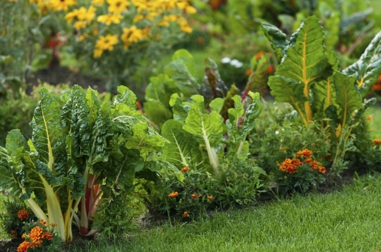 Gemüse und Obst und Mangold sorgen für Farbe im Beet