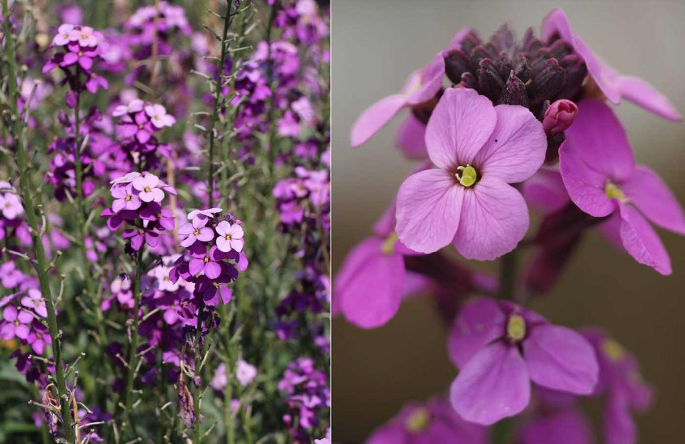 Goldlack 'Bowles Mauve' (Erysimum x cultorum) in romantischem Violett als Gartenpflanze