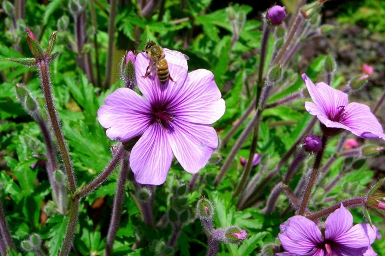 Hügelbeet anlegen Blumen Bienenfreundlich Garten Naturschutz Gartentrends