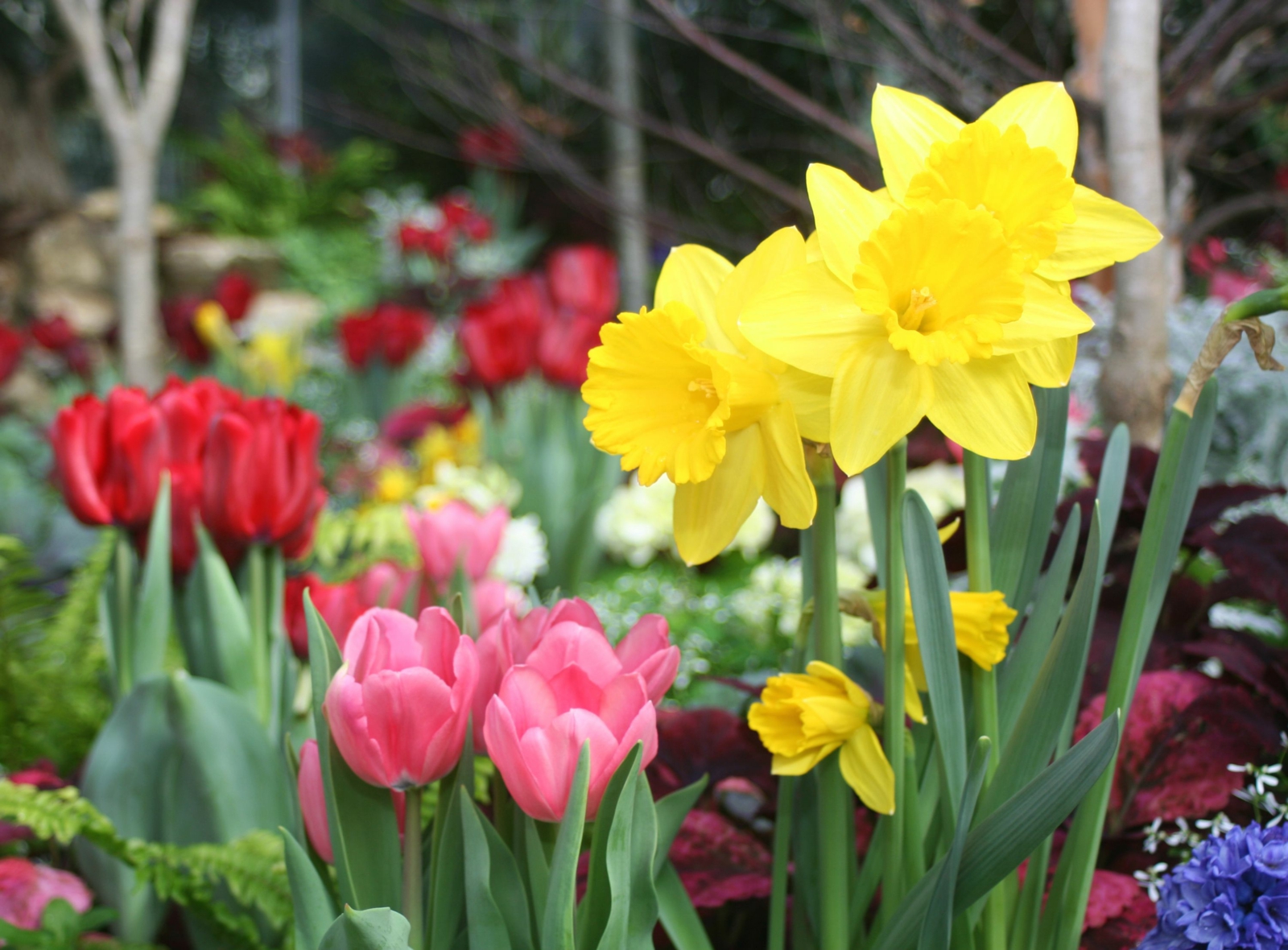 Hügelbeet anlegen Blumen Tulpen bepflanzen Saison Sommer Gartentrends