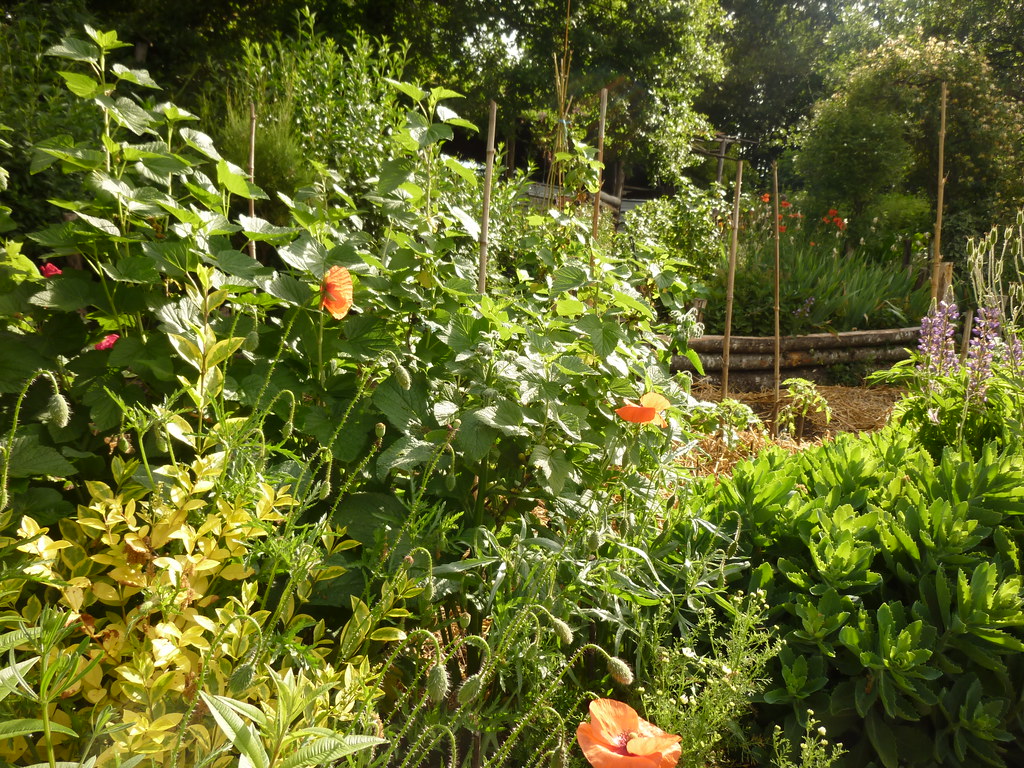 Hügelbeet anlegen Blumen bepflanzen Sommer Obstsorten Garten Gartentrends